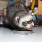 What to feed your ferret at home