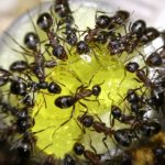 What to feed ants