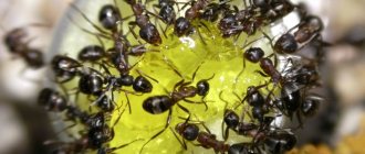 What to feed ants