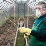How to treat a greenhouse against whiteflies in the fall