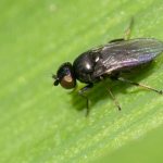 Why is the Swedish fly dangerous on winter wheat and how to deal with it and other cereal pests