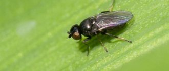 Why is the Swedish fly dangerous on winter wheat and how to deal with it and other cereal pests