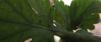 Why are aphids dangerous for chrysanthemums?