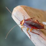 Why are domestic cockroaches dangerous?