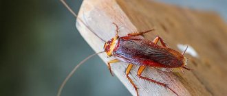 Why are domestic cockroaches dangerous?