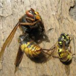 What is the difference between a wasp and a bee, anatomy and features