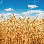 What is the difference between rye and wheat