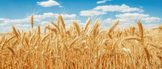 What is the difference between rye and wheat