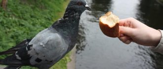what does pigeon-4 eat