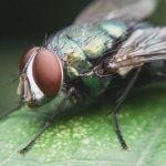 what does a fly eat in nature?