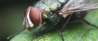 чем питается муха в природе