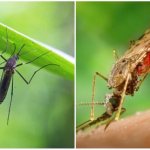 What do mosquitoes eat?