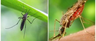 Чем питаются комары