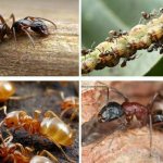 How are ants useful and harmful?