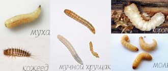 Worms in the apartment: photos of larvae of various insects