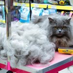 There are different types of cat hair brushes!