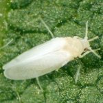 What to do if there are white midges on tomatoes and how to deal with them: the most effective methods