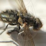 Что делать, если завелись мухи в частном доме