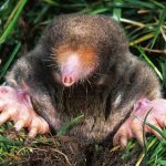 What do moles eat in the garden?