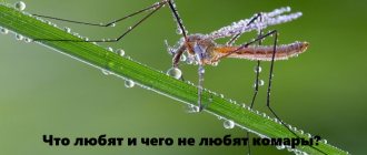 Что любят комары
