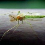 What do ringing mosquitoes represent and is the insect dangerous?