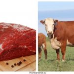 Что считается красным мясом говядина