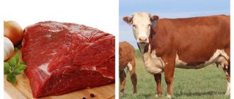Что считается красным мясом говядина