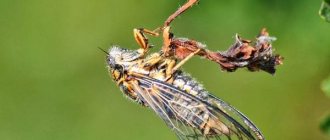 Cicada-insect-Description-features-species-lifestyle-and-habitat-of-cicada-2