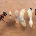 Цикл развития муравья