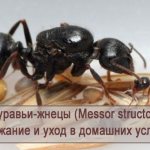 Cодержание и уход в домашних условиях муравьев-жнецов (Messor structor)