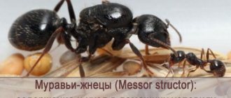 Cодержание и уход в домашних условиях муравьев-жнецов (Messor structor)