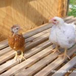 Цыпленок несушки и цыпленок бройлер одного возраста: сравнение.