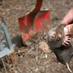 Let&#39;s see what methods you can really quickly and effectively catch moles in your garden...