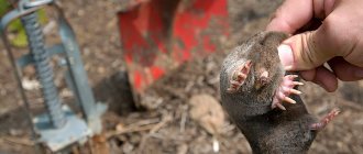 Let&#39;s see what methods you can really quickly and effectively catch moles in your garden...