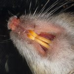 Let&#39;s figure out why rat bites can be dangerous for people and pets, and what to do if you do get bitten...