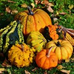 Decorative pumpkin varieties