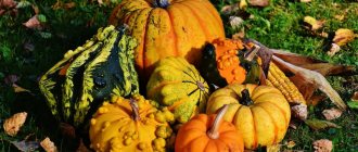 Decorative pumpkin varieties