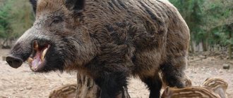 wild boar with cubs
