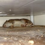 Для достижения желаемого эффекта при самостоятельном приготовлении отравленной приманки нужно следовать инструкциям, прилагаемым производителями к каждому типу крысиного яда.