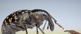 Weevils in the apartment kitchen: how to get rid of them, rating of the best chemicals