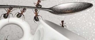 House ants: how to get rid of them?