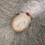Home Remedies to Eliminate Ticks from My Dog