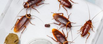 Domestic cockroaches