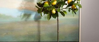 Домашний лимон в интерьере