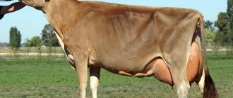 Jersey cow breed