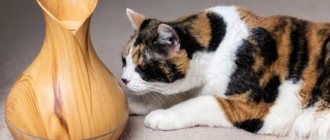 Essential oils for cats