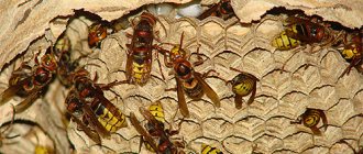 If a hornet nest is in a dangerous neighborhood near you, then it makes sense to think about ways to destroy it... But how to do it correctly and with minimal risk to your health?