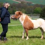 Falabella – a breed of mini-horses