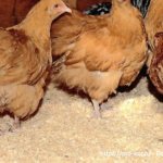 Fermentation litter for chickens - pros and cons, reviews.