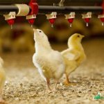 farm poultry farming